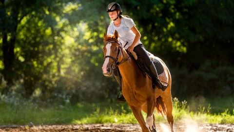 Tierhalterhaftpflicht: Reitsport gut abgesichert