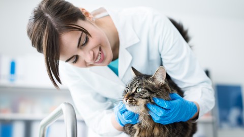 Operationskostenschutz für Katzen – Weil auch ihre Gesundheit zählt 