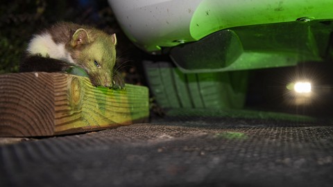 Marder machen Jagd auf Kabel und Schläuche 