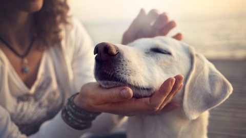 Von Zahnsteinentfernung bis Kastrationszuschuss – mehr Leistung für den Hund in der Gothaer Tierkrankenversicherung