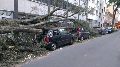 Ast demoliert Auto − Stadt muss trotz regelmäßiger Baum-Kontrolle zahlen