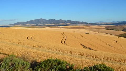 Württembergischer Weinbauverband fordert Dürre-Versicherung