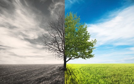 Ärger mit der Versicherung: Wenn der Baum in die falsche Richtung fällt